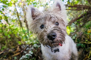 Un westie la truffe pleine de boue en Forêt de Soignes