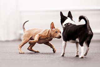 Un chouette chiot ridgeback thaïlandais invite un chien chihuahua à jouer