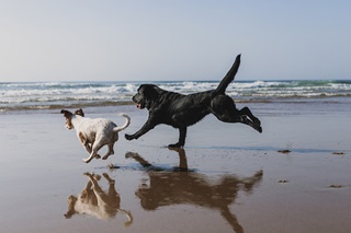 Deux chiens courent sur le sable à la mer du Nord.