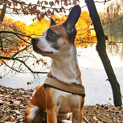 Portret van een schattige hond voor een vijver tijdens de herfst 