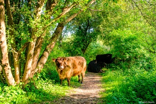Rund op pad in natuurdomein Oude Landen Ekeren
