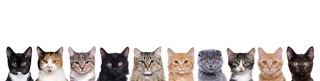 10 portraits de chats pour illustrer la page