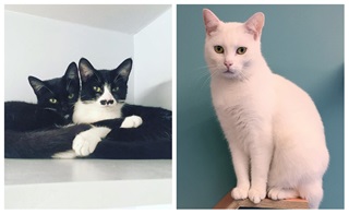 Des chats noirs et blancs et un chat entièrement blanc