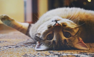 Un chaton se roule sur le dos
