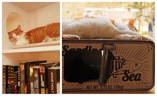 Un chat fait la sieste sur une étagère pleine de livres
