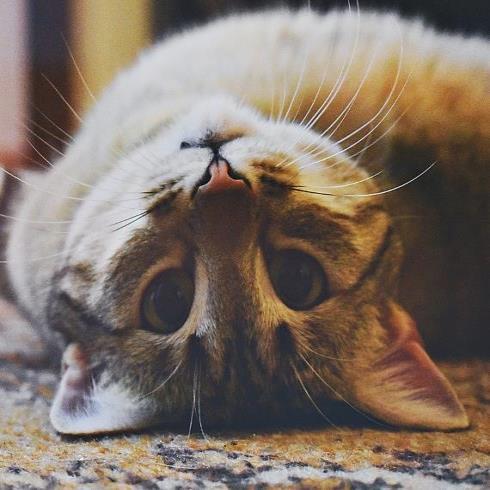 Een kitten rolt op zijn rug
