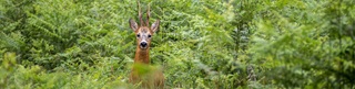 Hertje in het bos