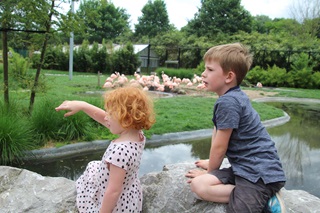 Deux enfants regardent les flamands roses à Planckendael.