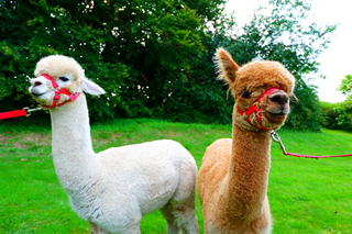Een wandeling met alpacas