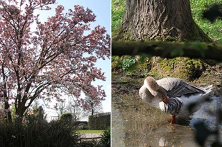 Gauche : magnolia en fleurs. Droite : une oie dans une flaque d'eau.