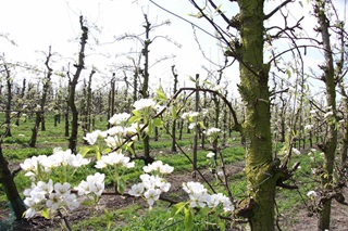 Pommiers en fleurs