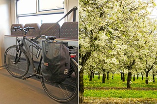 Gauche : un vélo, soigneusement attaché, dans le compartiment vélo du train. Droite : un vergier fleuri.