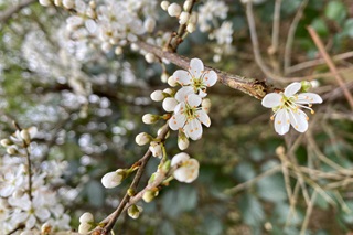 close-up van bloesems in het Zoniënwoud