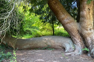 sequoia in het Zoniënwoud