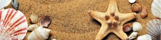 Sable, coquillages et étoile de mer