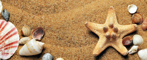 Sable, coquillages et étoile de mer