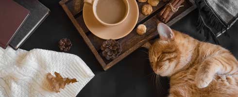 Un chat roux fait lasieste