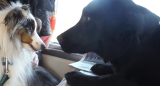 Deux chiens dans le train.