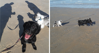 Gauche : deux chiens découvrent la plage. Droite : deux chiens se défoulent dans le sable.