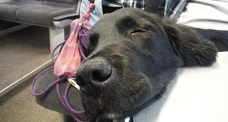 Un chiot labrador fait une sieste dans le train.