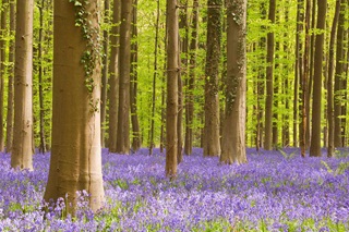 Le bois de Hal