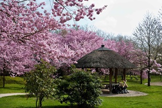 De Japanse tuin in Hasselt