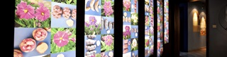 Photographies des la flore locale