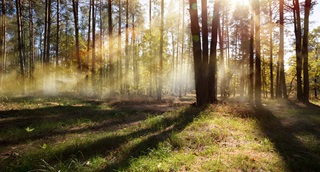 Une forêt embrumée