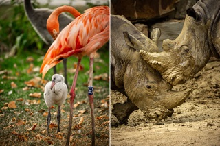 Links: een baby flamingo met zijn moeder / Rechts: 2 neushoorns in de modder.